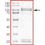 EGFR (D770_N771insNPG T790M), Active